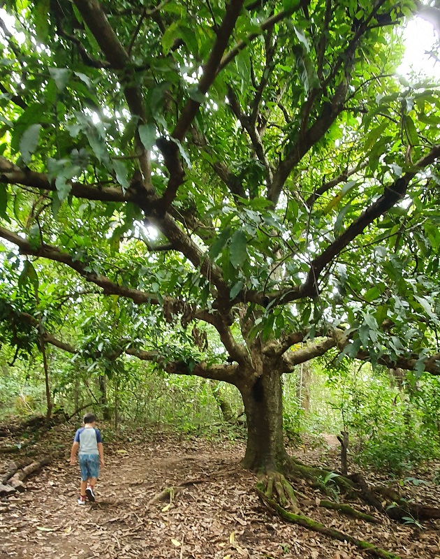 Parque da Copaíbas